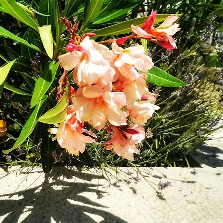 Apartment Maya S Mit Terrasse By Interhome *