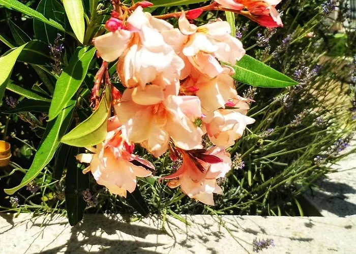 Apartment Maya S Mit Terrasse By Interhome *